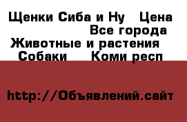 Щенки Сиба и Ну › Цена ­ 35000-85000 - Все города Животные и растения » Собаки   . Коми респ.